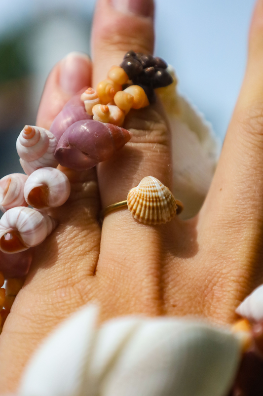Bague acier inoxydable réglable avec coquillage bicoque marron
